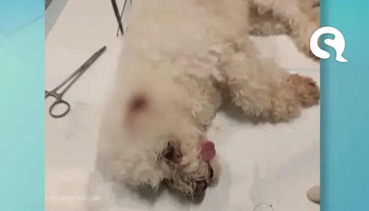 Justiça desconsidera denúncia de tortura a cadela feita contra Pet Shop