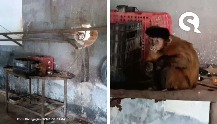 Juiz de Sobral manda Ibama devolver macaco-prego a homem acusado de maltratar o animal
