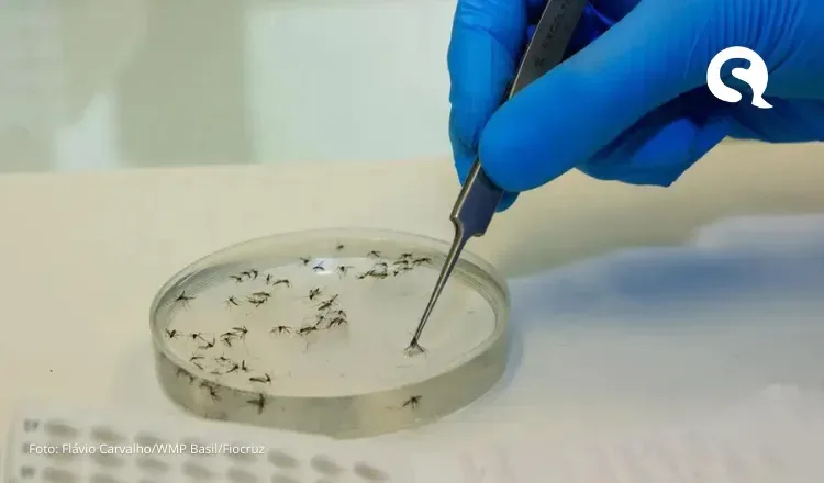 Ceará confirma 96 casos de febre oropouche em cinco municípios