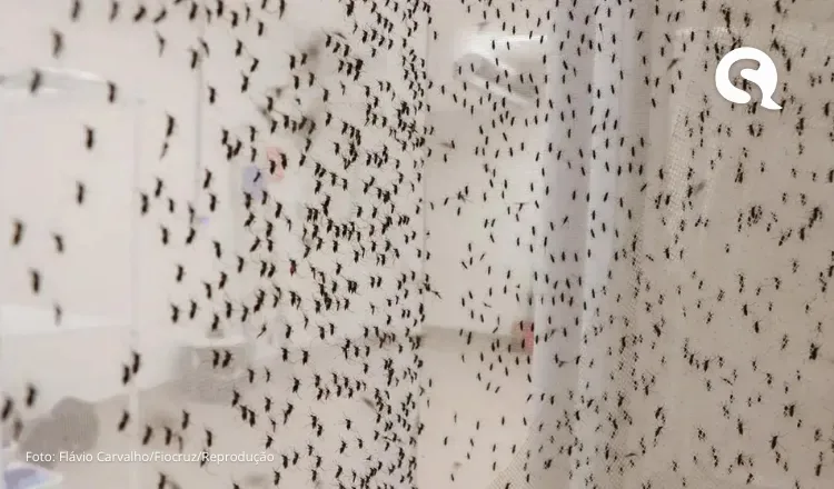 Febre oropouche e dengue: médicos investigam perda de peso e febre prolongada para diferenciar doenças