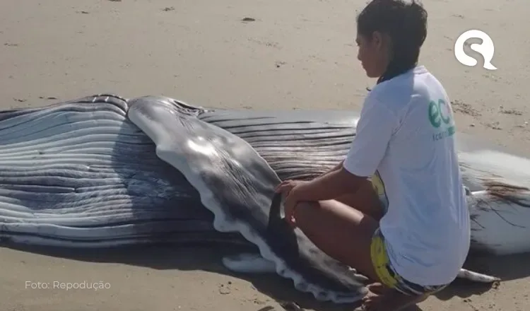 Filhote de baleia Jubarte encalha em praia de Morro dos Patos em Itarema