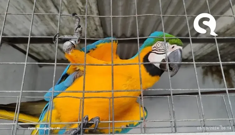Operação da PF combate tráfico internacional de aves silvestres no Ceará e em três outros estados