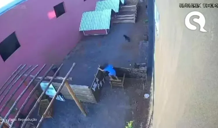 Criança de 9 anos invade clínica veterinária e esquarteja 23 animais; Câmera de segurança flagrou ação