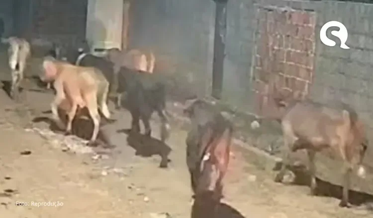 Criminosos furtam 10 vacas de propriedade no Ceará