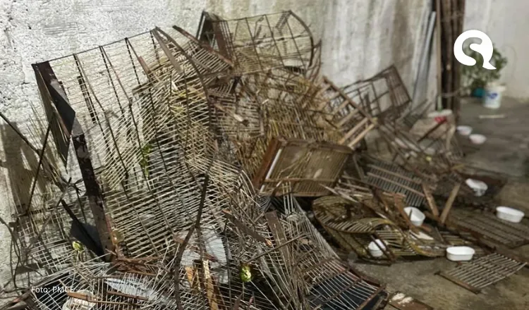 PMCE captura suspeito de violência doméstica em posse de arma de fogo e resgata 47 aves silvestres em Redenção