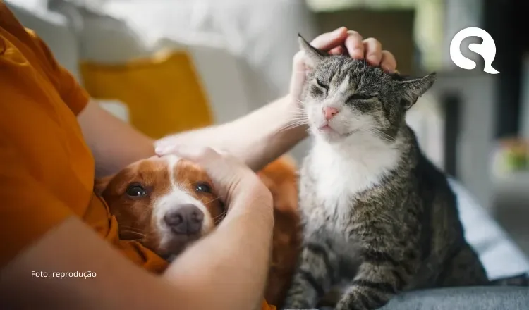 Cães e gatos domésticos terão direito a RG com cadastro nacional a partir de 2025; entenda