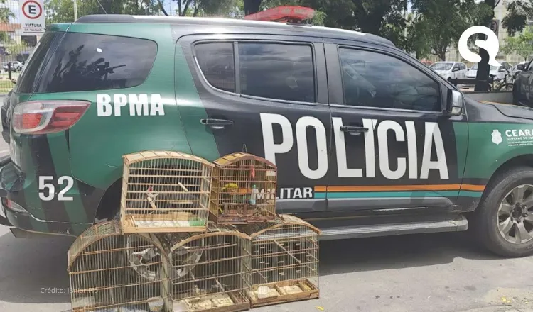 Com informações obtidas pelo Disque-Denúncia 181, PMCE resgata 11 aves silvestres na Hidrolândia