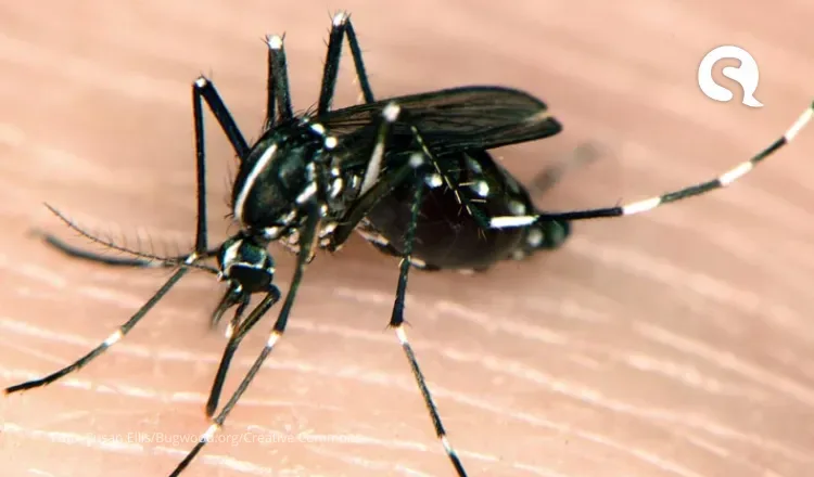 Mosquito com potencial vetor da dengue e de ‘rápida expansão’ é localizado em cidades da região norte e preocupa Secretaria da Saúde; veja cidades