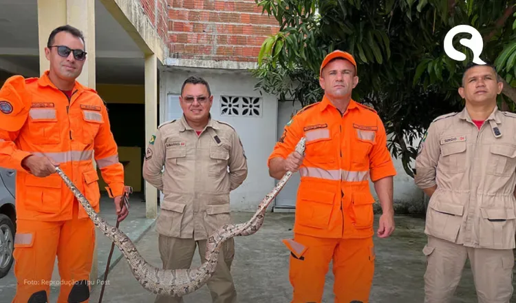 Jiboia de 2 metros é encontrada em quintal de residência em Ipueiras
