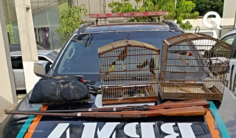 Aves silvestres, macaco-prego e espingardas artesanais são apreendidos pela PMCE em Itapipoca