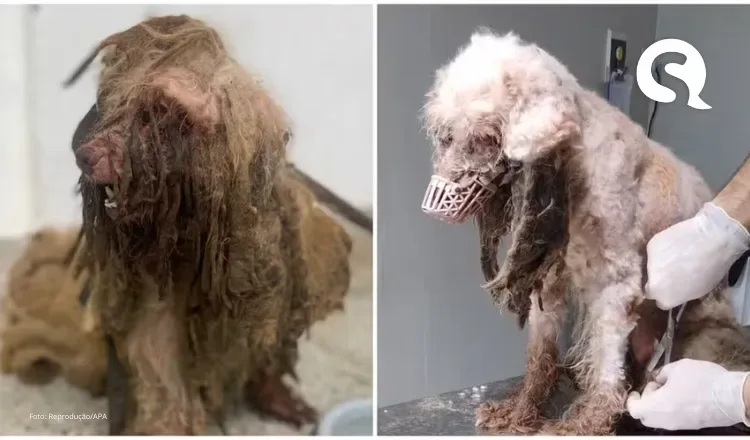 Cachorro resgatado em péssimo estado teve 2,9 kg de pelos sujos retirados do corpo; veja antes e depois