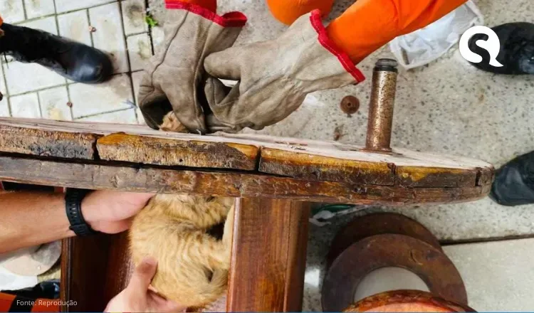 Corpo de Bombeiros resgata filhote de gato com cabeça presa em carretel em Sobral