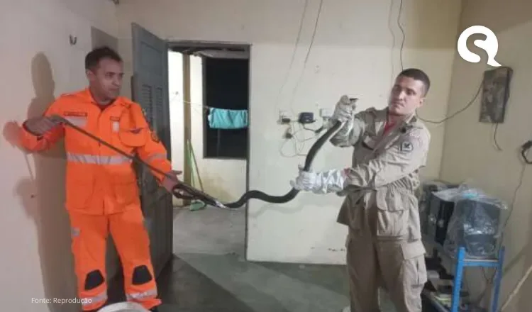 Cobra muçuarana é resgatada em residência de Ipueiras