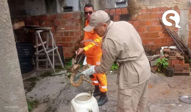 Jiboia de quase 2 metros é resgatada por bombeiros militares em Ipueiras