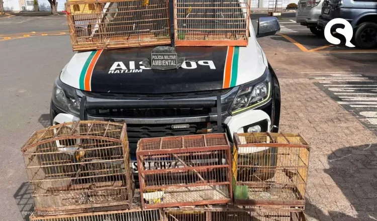 Polícia Militar resgata 11 pássaros silvestres em Ibiapina