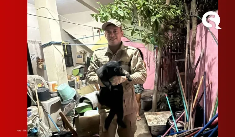 Jericoacoara: gata é resgatada de parede pelos bombeiros
