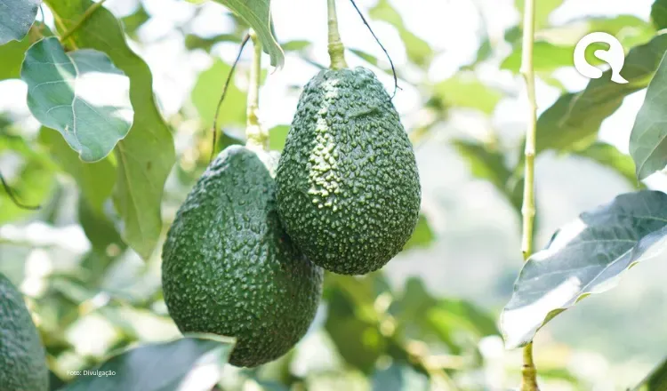 Grupo hispano-brasileiro deve investir R$ 600 milhões para produzir mirtilo, morango e avocado na Serra da Ibiapaba
