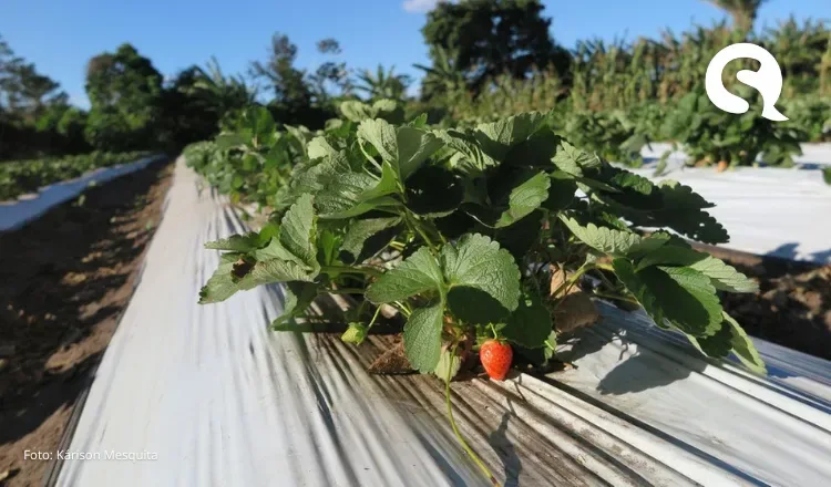 Produção de morango é pequena no Ceará, mas já se firmou na Serra da Ibiapaba; veja cidades