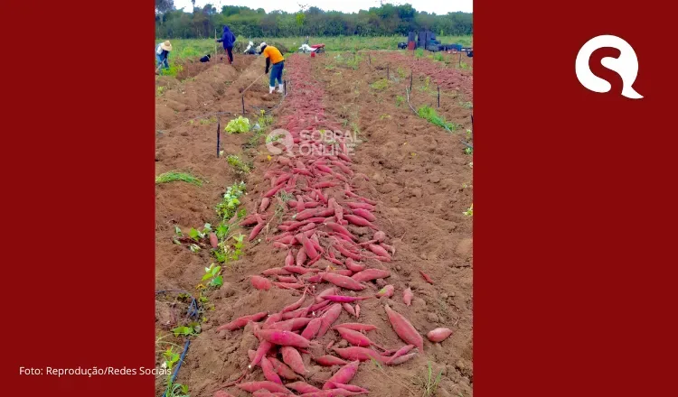 São Benedito lidera produção de batata-doce na Serra da Ibiapaba e puxa Ceará ao topo do ranking nacional