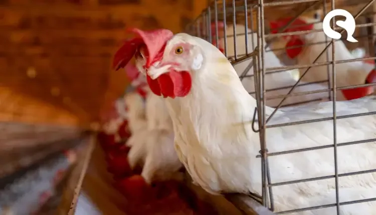 Ceará registra primeiro foco de gripe aviária em aves domésticas no município de Quixeramobim