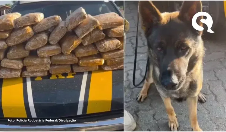 Cão farejador encontra 37 tabletes de skunk escondidos dentro de carroceria de carro no Ceará