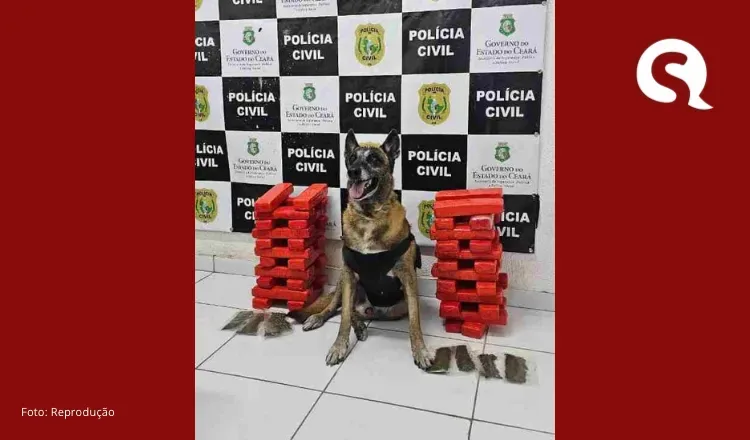PCCE apreende 24 quilos de drogas com suspeita que vinha da Bahia para o Ceará