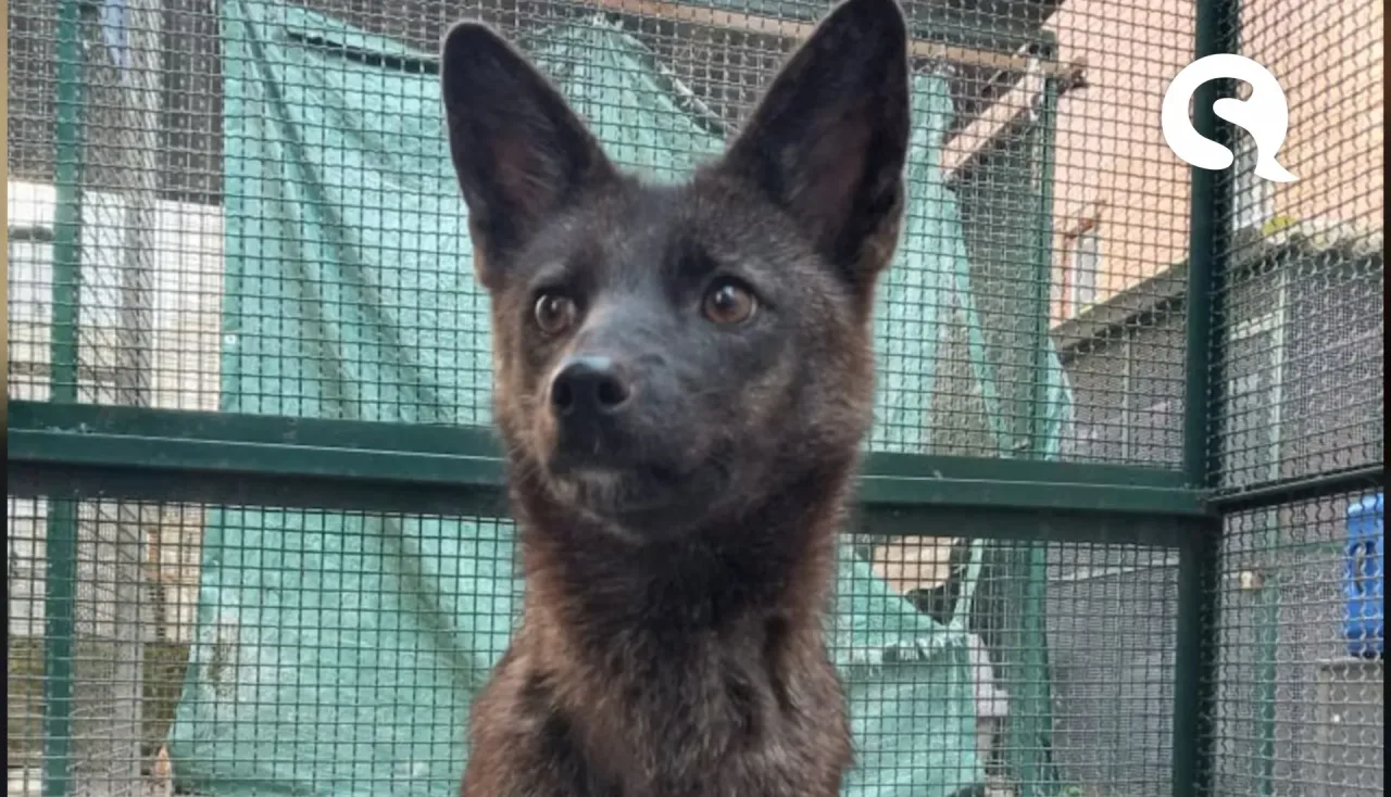 Uma colisão nas estradas do Brasil levou à descoberta de um ser único: o primeiro híbrido entre cão e raposa do mundo