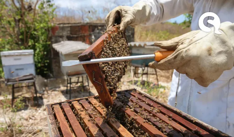 Governo do Ceará deve comprar 170 toneladas de mel por mês para merenda escolar