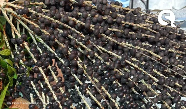 Açaí cearense se adapta ao solo da Serra da Ibiapaba e avança rumo à exportação