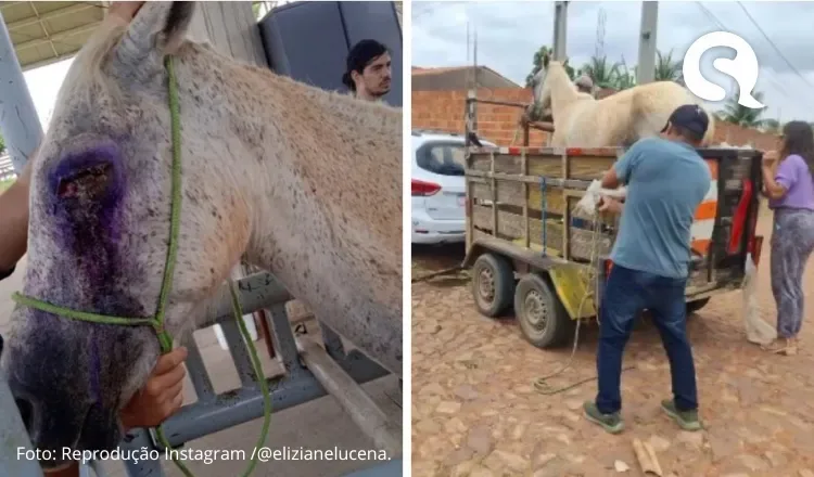 Égua é resgatada de maus-tratos em Juazeiro do Norte, e tutores são detidos