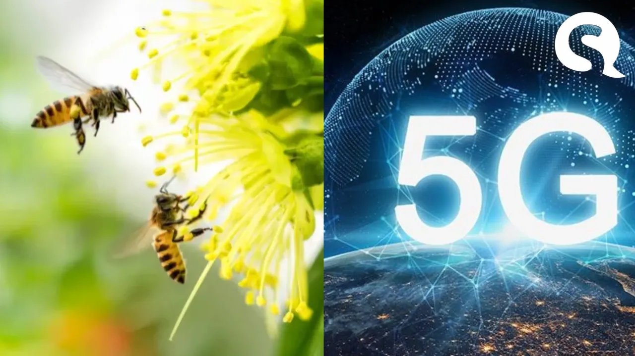 Pesquisadores alertam que torres de 5G podem causar desorientação em abelhas e abandono de colmeias