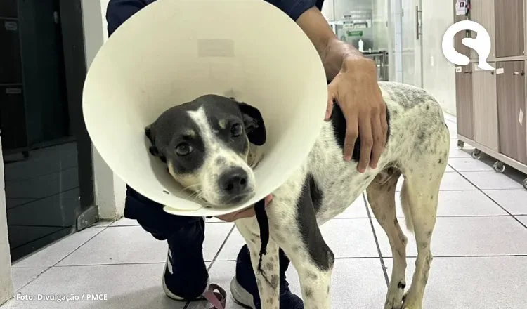 Cachorro baleado em Rafael Arruda recebe alta no Hospital Veterinário do UNINTA