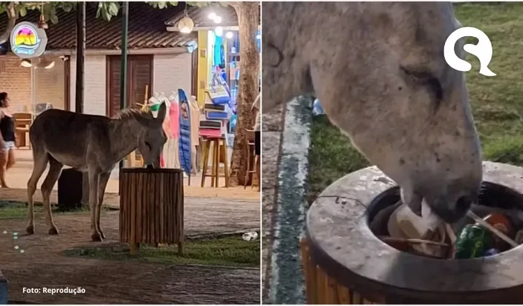 Jegue é visto comendo lixo e outro sendo agredido em Jericoacoara; animais sofreram abandono