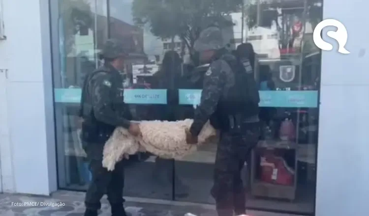Tutora é presa após cão de estimação morrer por maus-tratos no Ceará