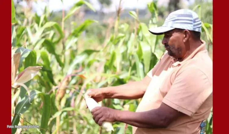 Agricultores de 117 municípios começam a receber Garantia Safra no Ceará
