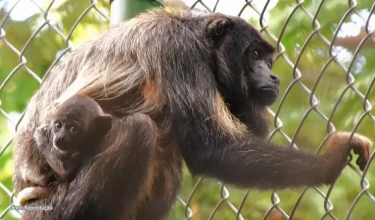 Após mais de 2 anos de obras, Zoológico de Fortaleza será reaberto em abril