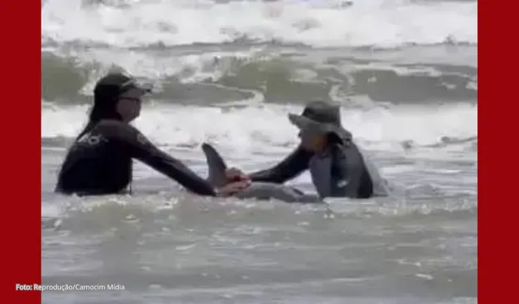 Golfinho é encontrado encalhado na Praia do Mangue Seco, próximo a Jericoacoara, no Ceará