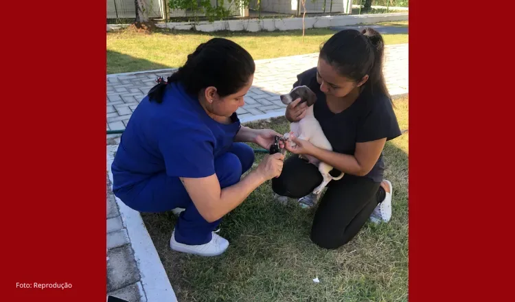 Prefeitura de Sobral seleciona profissionais para o Centro de Acolhimento de Cães e Gatos
