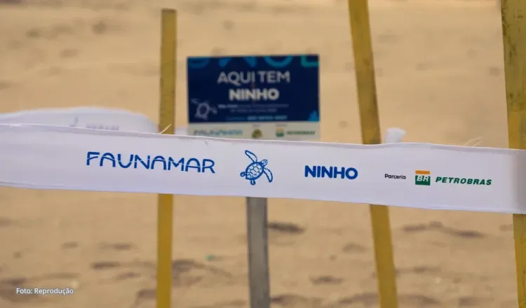 Litoral oeste do Ceará avança na proteção das áreas de desova de tartarugas marinhas