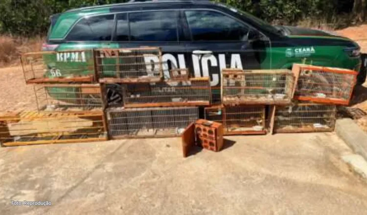 BPMA da PMCE resgata nove aves silvestres mantidas irregularmente em cativeiro em São Benedito
