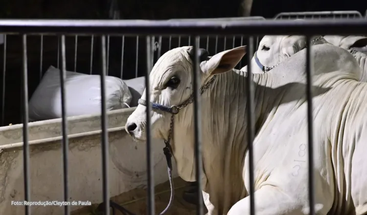Quixeramobim projeta expansão para a produção de carne de corte